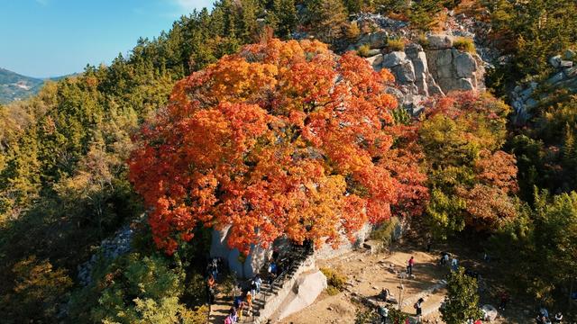 崂山这棵古树红了，非周末时间都人山人海！网友：长得像菜花