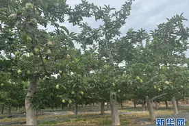 【甘快看】青青春华章·重走西北角|甘肃天水：昔日荒坡种“金果”图片