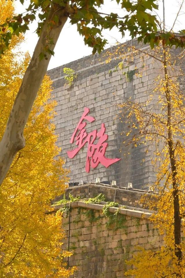 “西红柿炒蛋树”排队？快来秦淮开启“金黄时刻”！