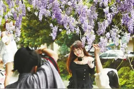 紫藤花瀑布图片