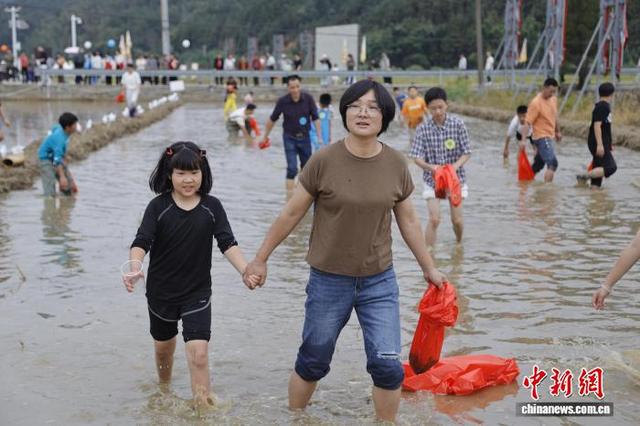 摸鱼割稻拍大片 闽北农耕游玩转乡土乐趣