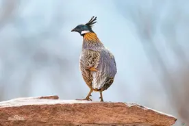 双牌珍稀鸟类，你认识多少？（第二期）图片