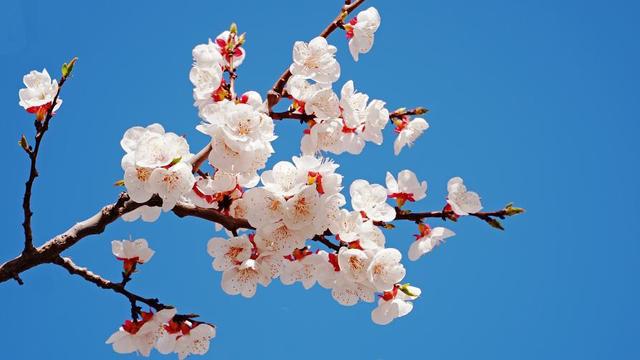樱花桃花杏花……傻傻分不清？秒变识花高手，请点这里→