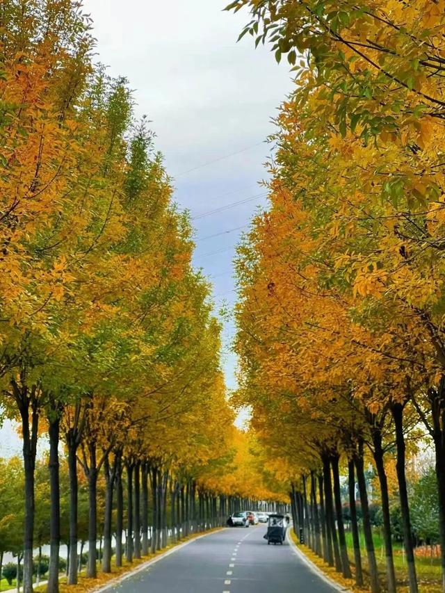 平顶山这条路火了！