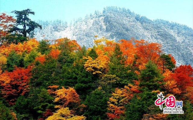 秋染唐家河！漫山红叶将迎来最佳观赏期(图)