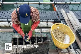 福州这里，鲍鱼也吃上了“压缩饼干”图片