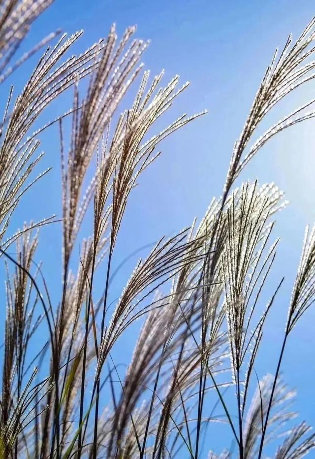 西安上新！高颜值秋景，正在加载！