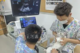 看不起病，只能狠心弃养？ 铲屎官称宠物医疗是“钱包刺客”，宠物医院却喊冤 | 伴宠同行③图片