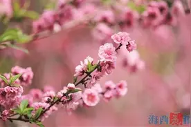 厦门市各大公园和景区特色花卉陆续迎来盛放期图片
