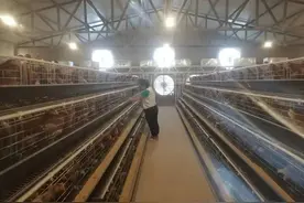 鲁山农民夫妻抓住“鸡”遇走上致富路图片