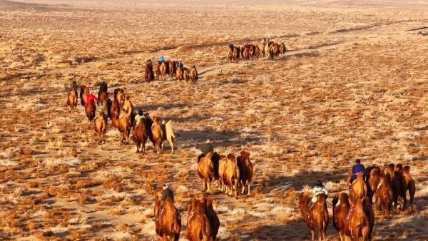 弘扬北疆文化丨燃爆冬日戈壁！150峰骆驼上演戈壁上的速度与激情