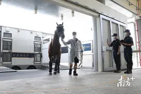 香港赛马会从化马场运营五年来，超2.3万匹次赛马顺畅往返粤港两地图片
