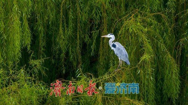 秋雨润湖景如画 鹭鸟翩跹映白云
