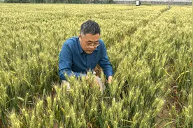 访谈丨如何科学防范小麦“干热风”？专家来支招→图片