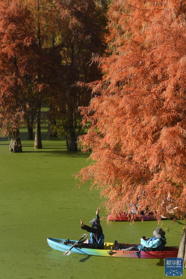 在杭州，路过“树”的浪漫