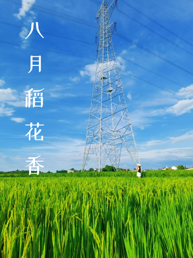 乐游绵阳 清凉一夏 ‖ 又是一年稻花香，游仙这个村庄美成治愈系油画！
