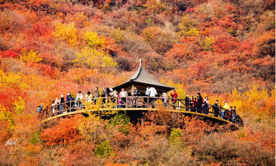 秋实累累|房山乡野寻踪·红韵乡居之旅探寻背篓精神，醉美红叶山谷