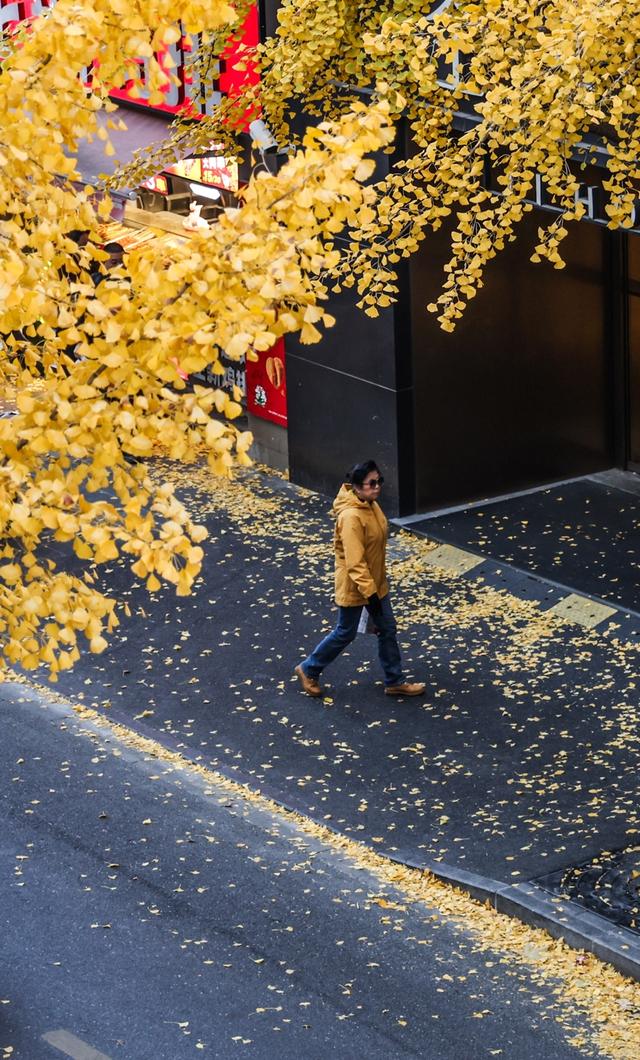 局门路百米银杏长廊热度飙升，找到这个隐藏打卡机位分分钟拍出金秋绝美大片