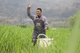 长顺：茭白移栽忙，乡村产业兴图片