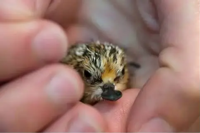 最后一只圈养勺嘴鹬去世，死前仍在寻找同伴