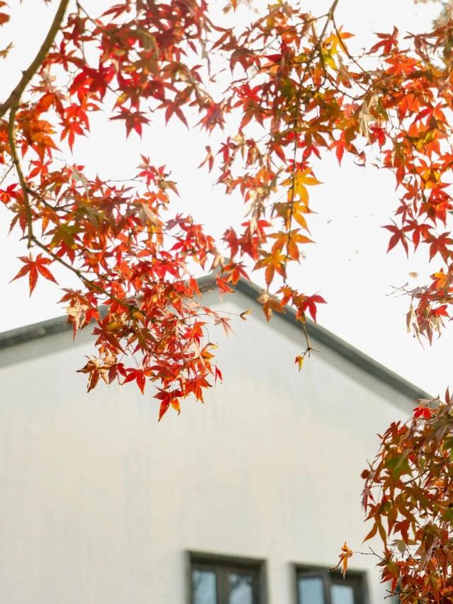 想你的“枫”，红了！终于红了！