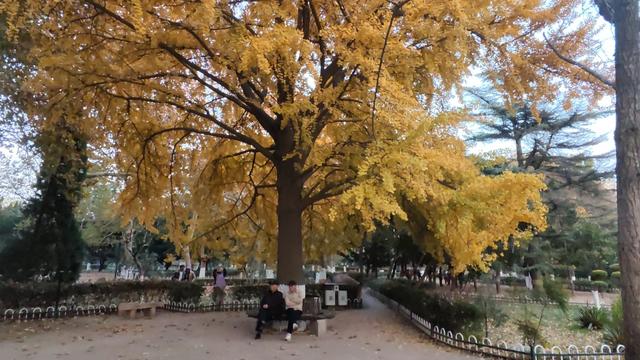 靓丽“秋色”装扮起最美海泊河公园