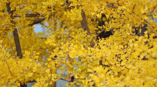 真如500岁古银杏进入最佳观赏期！拍照打卡还有DIY礼包→