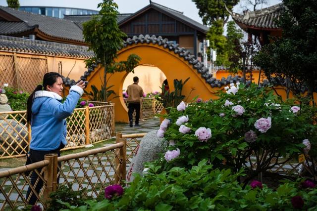 从山野到庭院，解锁“天彭牡丹”城市IP的“彭州路径”