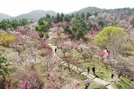 又见一年梅花开，十梅庵迎来颜值高峰 | 春日赏花⑦图片