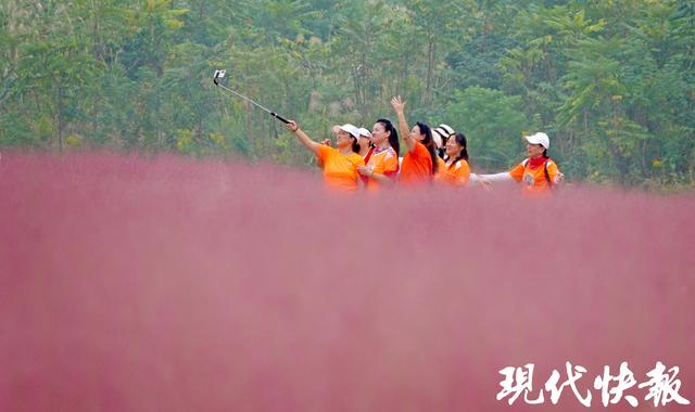 @南京人，江边这片“粉色海洋”等你打卡