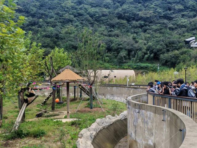 国庆中秋假期 华蓥山大熊猫苑持续火爆