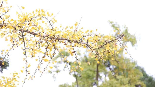 普安山川风物 || 地瓜鲁沟：银杏树下幸福人家
