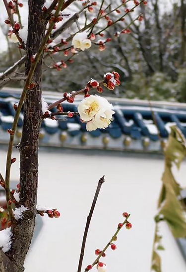 踏雪寻梅！来河南邂逅冬日限定浪漫吧