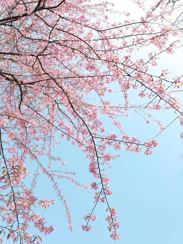 已开！成都怎么提前过上“春天”了