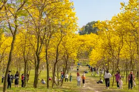 东莞松山湖踏春攻略：拍黄花、品咖啡、领花礼，解锁一线湖景房图片