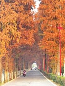 长沙最美水杉大道已上线 来这些地方观赏初冬限定“水杉红”