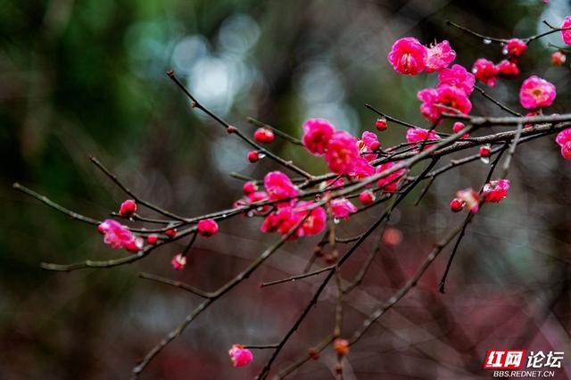 组图丨黛瓦红梅，是藏在石峰公园里的中式浪漫