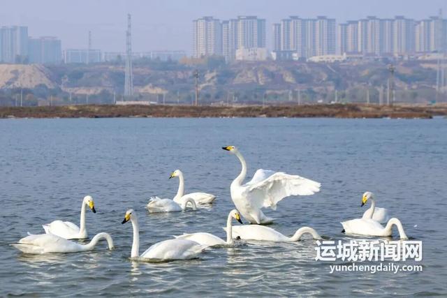 运城九大观鸟胜地邀你共赴冬日童话～