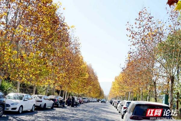 郴州这条黄叶道火了！露营放风筝，烟火气裹满暖意