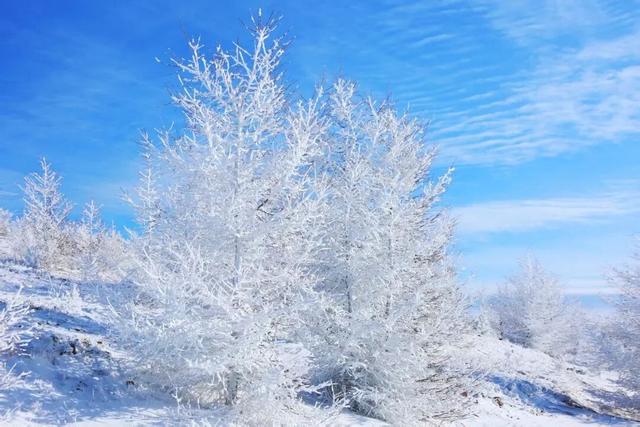 学习强国 | 河北崇礼：桦皮岭上雾凇美