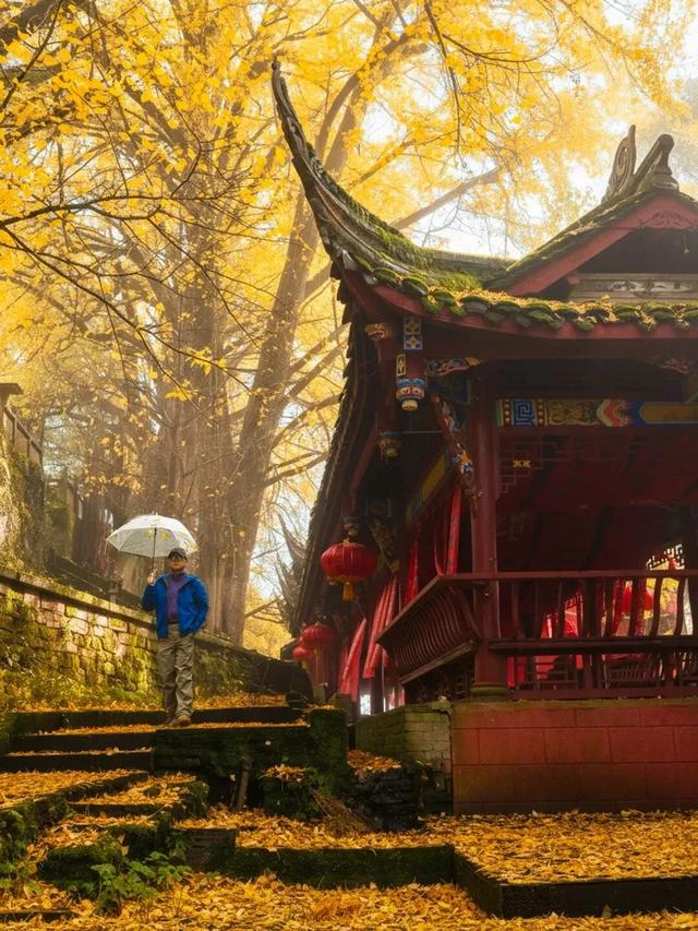 蒙顶山的银杏你不必问，绝对值得一场奔赴！