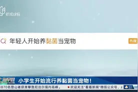 小学生开始流行养黏菌当宠物！视频封面