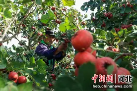 河北辛集：火红山楂富农家图片