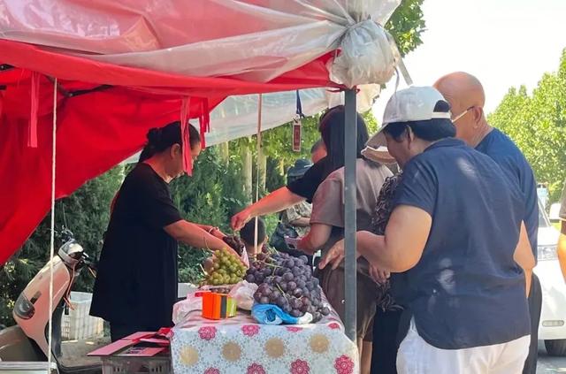 葡萄大量上市，洛阳人，开炫