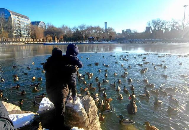 北京农展馆后湖，何以引来百鸟嬉？现场探秘——