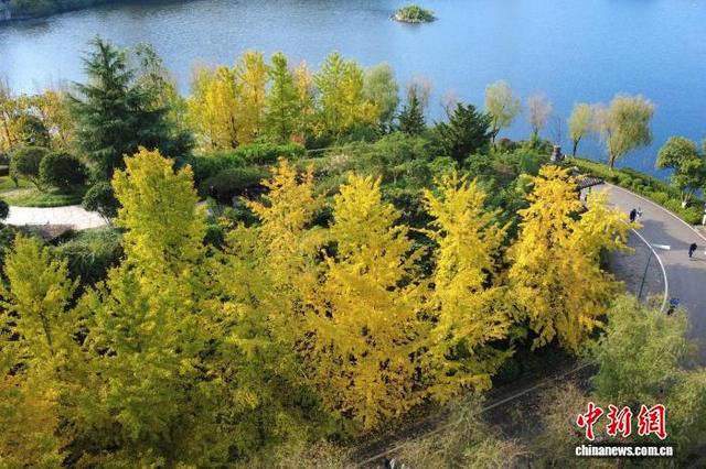 大自然的冬日画作 重庆园博园色彩斑斓美如画