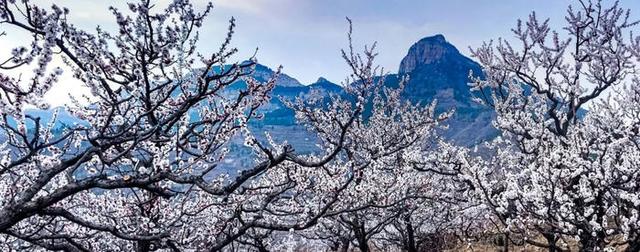 快来看！山东的杏花也太会开了