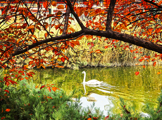 北京动物园秋色依旧，一起来逛！