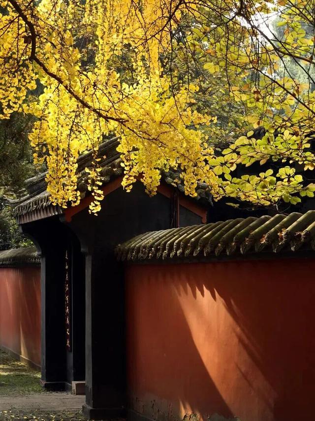 金灿灿！成都人的“顶流”上线，错过等一年！