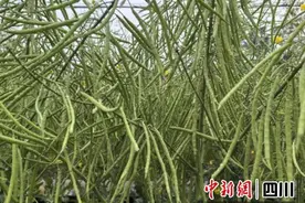 宜宾叙州：农技人员田间“支招” 确保油菜稳产丰收图片